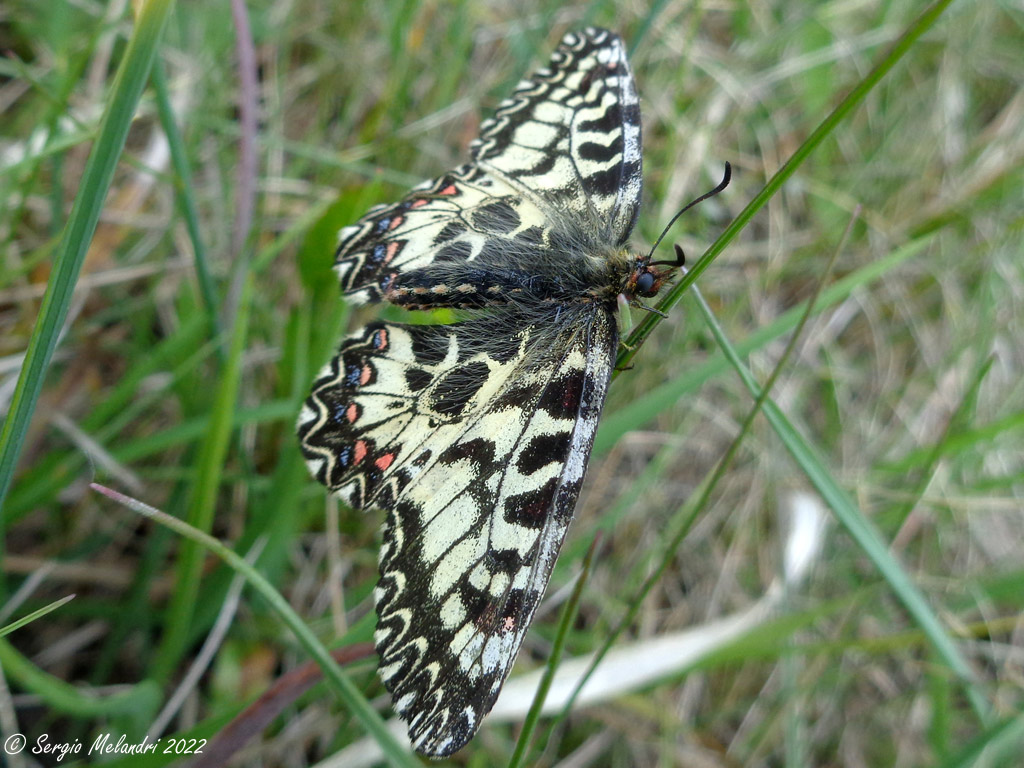 Zerinthia cassandra  (RA)